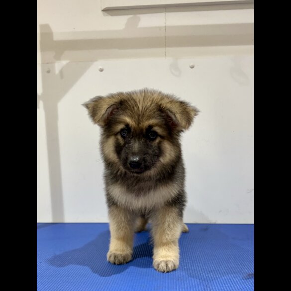 German Shepherd (Alsatian) - Both