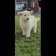 German Shepherd (Alsatian) - Both