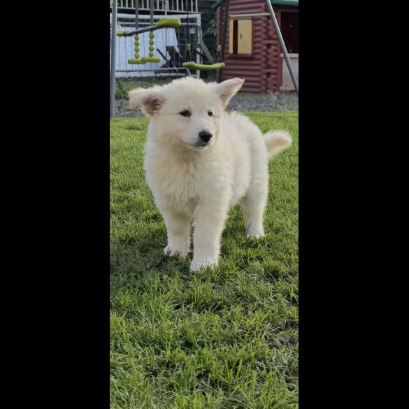 German Shepherd (Alsatian) - Both