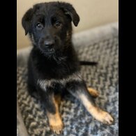 German Shepherd (Alsatian) - Both