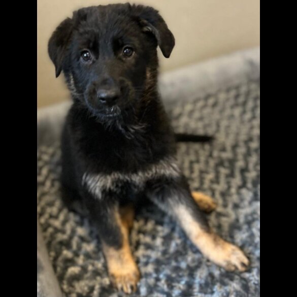 German Shepherd (Alsatian) - Both