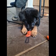 German Shepherd (Alsatian) - Both