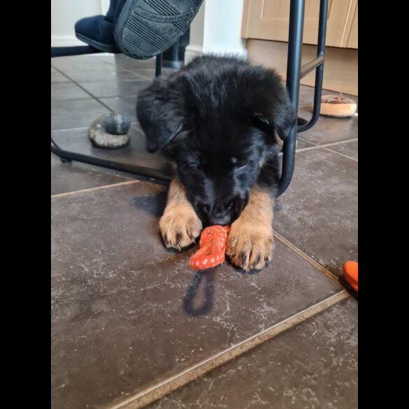 German Shepherd (Alsatian) - Both