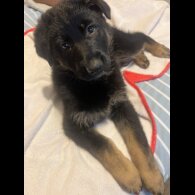 German Shepherd (Alsatian) - Both