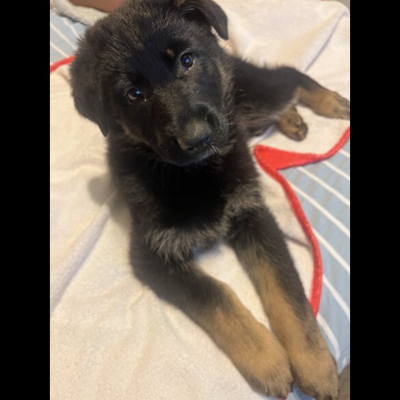 German Shepherd (Alsatian) - Both