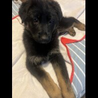 German Shepherd (Alsatian) - Both
