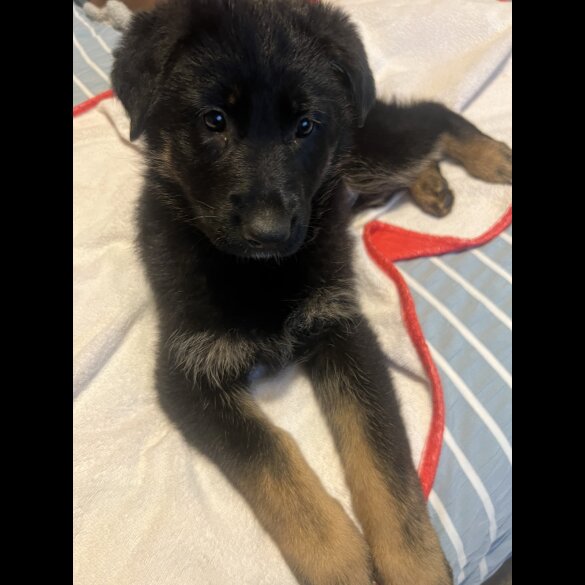 German Shepherd (Alsatian) - Both