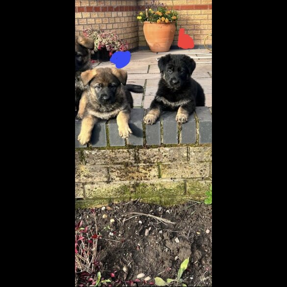 German Shepherd (Alsatian) - Both