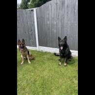 German Shepherd (Alsatian) - Both