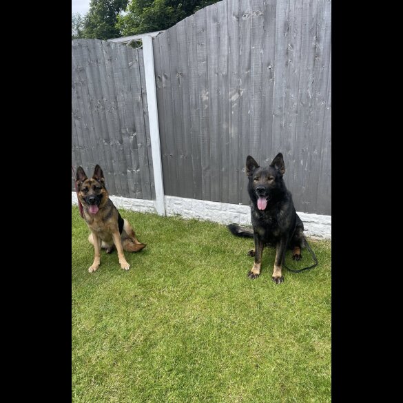 German Shepherd (Alsatian) - Both