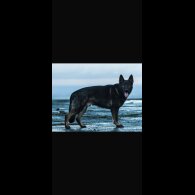 German Shepherd (Alsatian) - Both