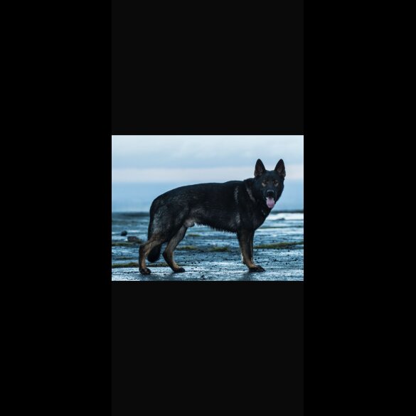 German Shepherd (Alsatian) - Both