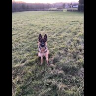 German Shepherd (Alsatian) - Both