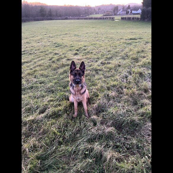 German Shepherd (Alsatian) - Both