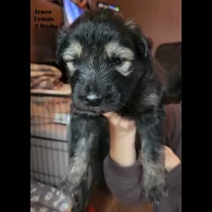 German Shepherd (Alsatian) - Both