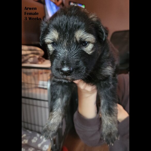 German Shepherd (Alsatian) - Both