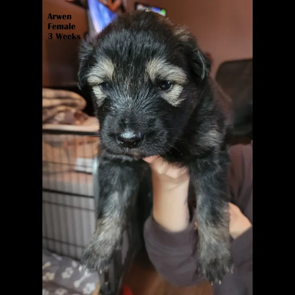 German Shepherd (Alsatian) - Both