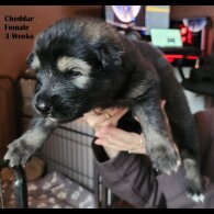 German Shepherd (Alsatian) - Both