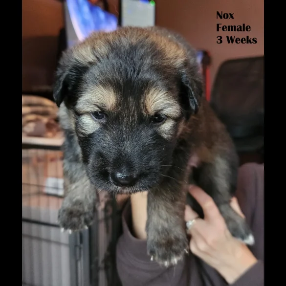 German Shepherd (Alsatian) - Both