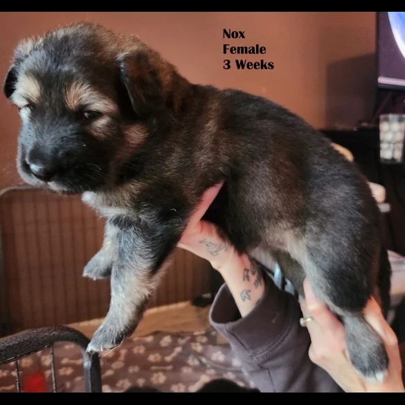 German Shepherd (Alsatian) - Both