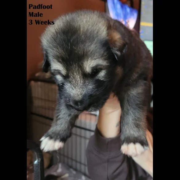 German Shepherd (Alsatian) - Both