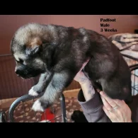 German Shepherd (Alsatian) - Both