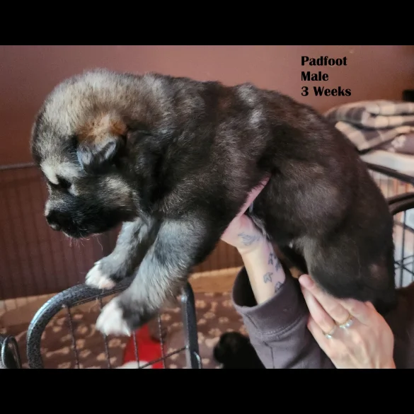 German Shepherd (Alsatian) - Both