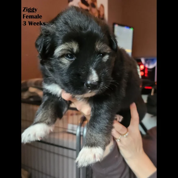 German Shepherd (Alsatian) - Both