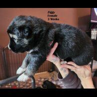 German Shepherd (Alsatian) - Both