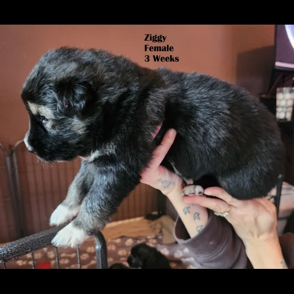 German Shepherd (Alsatian) - Both