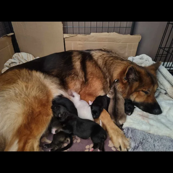 German Shepherd (Alsatian) - Both