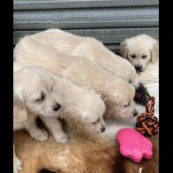 Golden Retriever - Both