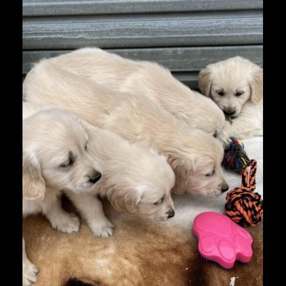 Golden Retriever - Both
