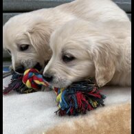 Golden Retriever - Both