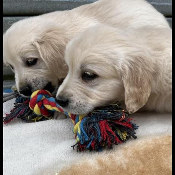 Golden Retriever - Both