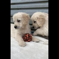 Golden Retriever - Both