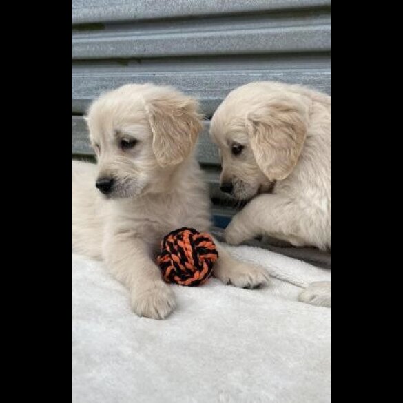 Golden Retriever - Both