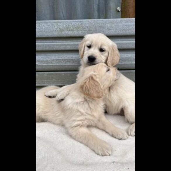 Golden Retriever - Both