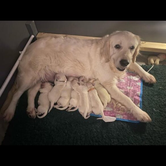 Golden Retriever - Both