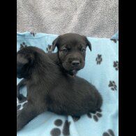 Golden Retriever - Both