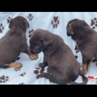 Golden Retriever - Both