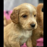 Golden Retriever - Both