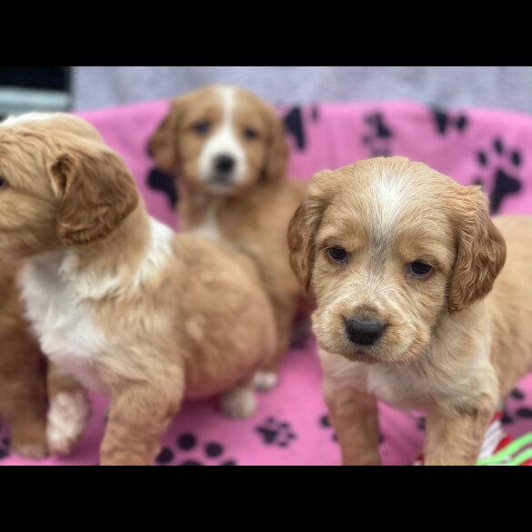 Golden Retriever - Both