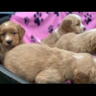 Golden Retriever - Both
