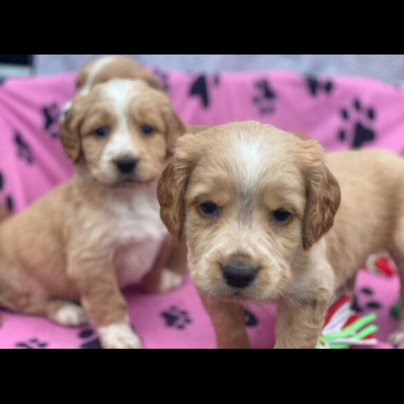 Golden Retriever - Both