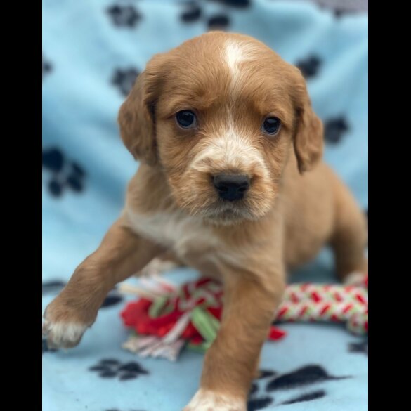 Golden Retriever - Both