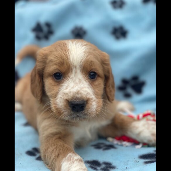 Golden Retriever - Both