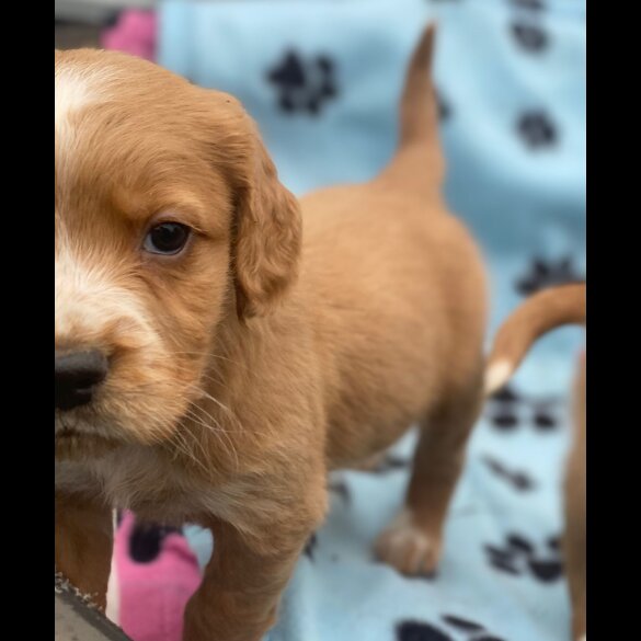 Golden Retriever - Both