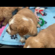 Golden Retriever - Both
