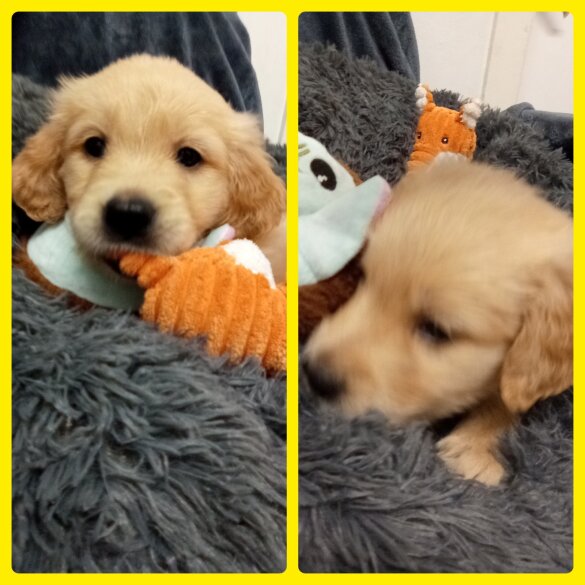 Golden Retriever - Both